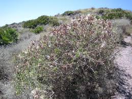 Image result for Periploca