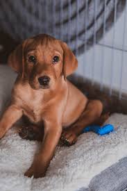 Professionally breeding akc registered labrador puppies for over 25 years. Lab Puppy Pictures Download Free Images On Unsplash