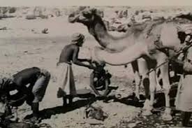 اللغة المهرية تصارع من أجل البقاء