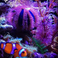 Sights In Aquarium Adventure This Tuxedo Urchin Is A Little Bit Of A Show Off But Definitely Easier To Photograph T Beautiful Creatures Clown Fish Creatures