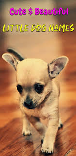 Little Dog Names Here Are Some Names Ideas For Dogs That Are Known To Be Little Small Or Petite Here You Can Find Cute Small Dogs Dog Names Small Dog Names