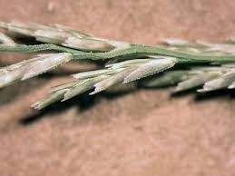 Image result for Leptochloa fusca