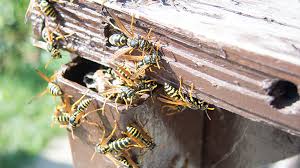 Hornet Wasp And Yellow Jacket Control At Menards
