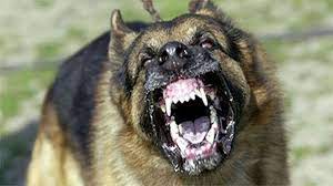 Check spelling or type a new query. Pin By Paolo On Champion Of Realms Dangerous Dogs Dog Sounds Dog Attack