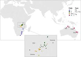 Image result for Alloteropsis