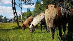 The stretch between kvikkjokk and ammarnäs is the least walked part of the kungsleden walking trail. 5 Days Horseback Riding Holiday Along The Free River Of Vindelalven In Ammarnas Sweden Bookhorseridingholidays Com