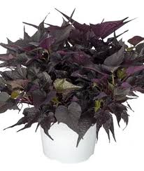 Image result for Ipomoea batatas pots