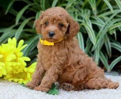 Click here to view our puppies for sale! Toy Poodle Puppies For Sale Puppy Adoption Keystone Puppies