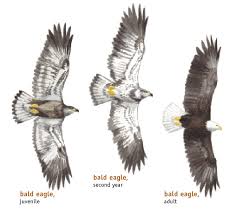 How To Identify Bald Eagles Young And Old Bird Watchers