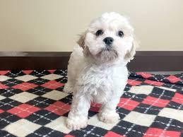 Maybe you would like to learn more about one of these? Cavachon Puppies Petland Mason Oh