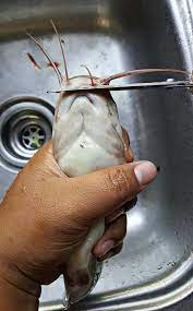 Pasaran ikan keli di semenanjung malaysia sememangnya luas dan sentiasa mendapat permintaan tinggi. Cara Siang Ikan Keli Dengan Betul Viral Media Johor Facebook