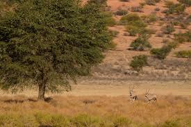 Image result for Kalaharia uncinata