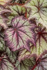 Image result for Begonia nyassensis