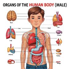Image result for internal organs