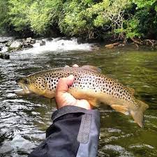 Pin On Trout Fishing