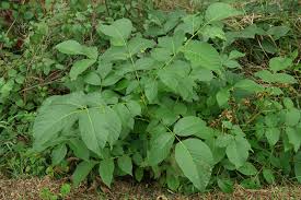 Image result for Juglans