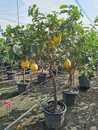 Image result for Citrus medica