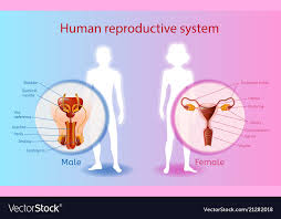 Human Reproductive System Scientific Chart