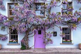 Blue chinese wisteria tree faq. Wisteria Tree House Inistioge Ireland Photograph By Fergal Gleeson