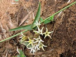 Image result for Orthanthera jasminiflora