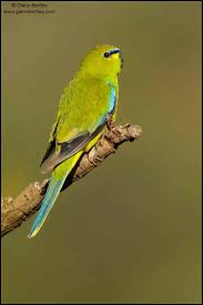 Image result for Monotes elegans