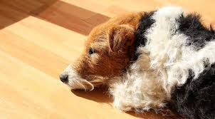 Image result for foxterier drsnosrstý