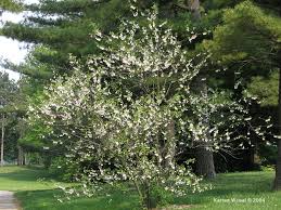 Image result for Halesia