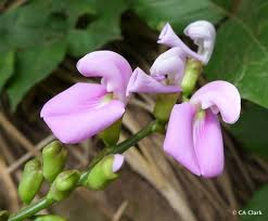 Image result for Canavalia cathartica