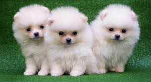 And at least 20 percent of dogs have human names like max or charlie. sports figures are a perennial favorite (the year derek jeter retired from the new york yankees, jeter was in the top 10. Cute Puppy Names Adorable Ideas For Naming Your Puppy