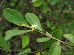 Image result for Erythroxylum emarginatum