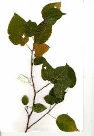 Image result for Croton madandensis