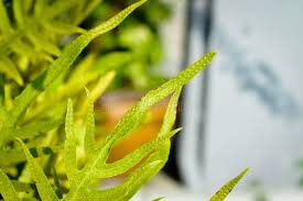 Image result for Microsorum scolopendria