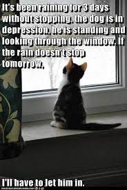 3 Days Story Funny Cats Animals Funny Cats Funny Animal Pictures