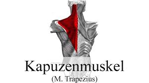 Der trapezmuskel zieht von deiner oberen halswirbelsäule über die schultern bis hin zu deiner brustwirbelsäule. Trapezius Muskel Detonisieren