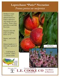 Explains the difference in fruiting process between apple trees and peach trees. Natural Dwf Patio Fruit Trees