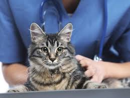The first sign of mammary cancer in cats is lumps or nodules in the breast tissue. How Much Do You Know About The Dangers Of Your Pet S Cancer Medicines Petmd