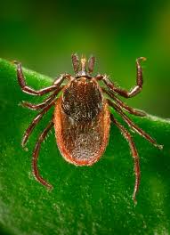 Tick Aware Get A Free Tick Identification Card Natureoutside