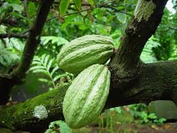 Caribfruits Cacao Fruits Tropicaux Fruits Tropicaux Fruits Exotiques Fruits