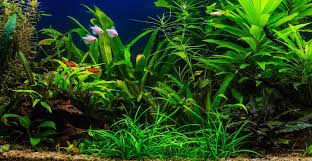 Is it ok to put plastic in fish tank? How To Decorate A Fish Tank With Household Items It S A Fish Thing