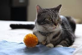 Outdoor indoor cats get bowls of food. Indoor Cat Food Vs Regular Food Which Is The Best Choice
