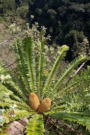 Image result for Cavacoa aurea