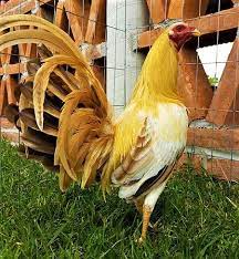 Pin En Gallo Fino