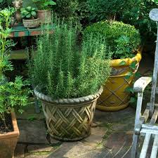 Image result for rosemary container