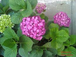 Resultado de imagen para nombres de flores de la selva peruana