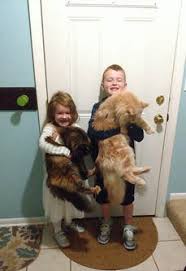 Because maine coon cats reach maturity later than other breeds, you may want to keep your cat on kitten food longer. How Big Are Maine Coons Cat Knapp Maine Coons