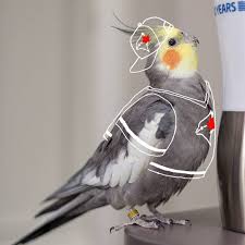 Grey Bird With Red Cheeks Pixel And Pearl Grey On Instagram He S A Jays Fan And He Just Can T Hide It Cockatiel Bluejays Bluejays Toronto Bird Bird Photo Cute Birds Cockatiel