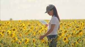 Kami menggunakan teknologi untuk melindungi. Seorang Ahli Agronomi Dengan Tablet Di Tangannya Bekerja Di Lapangan Dengan Bunga Matahari Membuat Penjualan Online