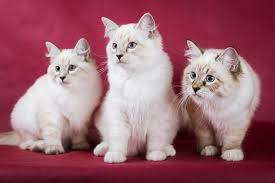 Un gatto, ne sono convinto, può camminare su una nuvola. Como Cuidar A Un Gato Neva Masquerade