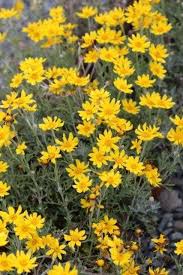Image result for Eriospermum seineri
