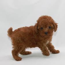 Our dogs are raised with kids and are a part of our family. Toy Poodle Breeder Akc Puppies For Sale Los Angeles Ca From Scarlet S Fancy